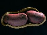 cliquez ici pour voir l'image (Cacahouetes.jpg)