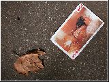 cliquez ici pour voir l'image (Feuille.jpg)