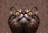 cliquez ici pour voir l'image (Minou2.jpg)