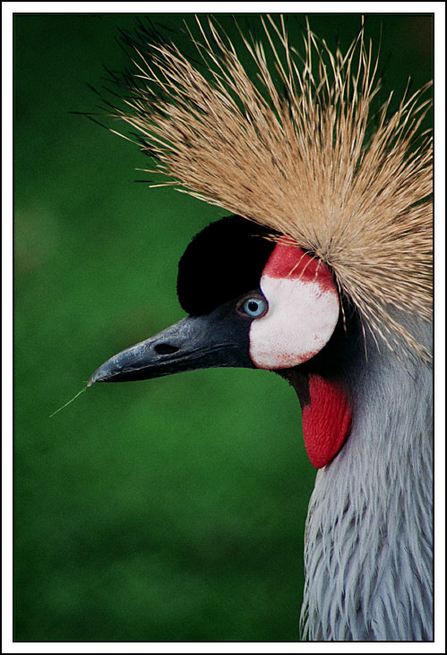 Oiseau1