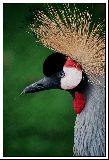 cliquez ici pour voir l'image (Oiseau1.jpg)